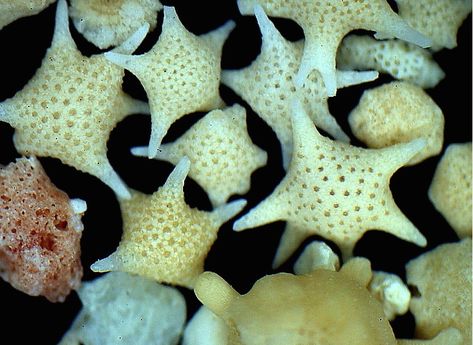 The tiny star shells are the product of ocean-dwelling one-celled protozoa called Baclogypsina sphaerulata.  Three islands in Okinawa, Japan – Hatoma, Iriomote and Taketomi – have beaches which are the lucky recipients of this rare and stellar gift. Sparkle Emoji, Star Sand, Gravel Stones, Sand And Gravel, Okinawa Japan, Places In The World, Tiny Star, Attention To Detail, Tree Hugger