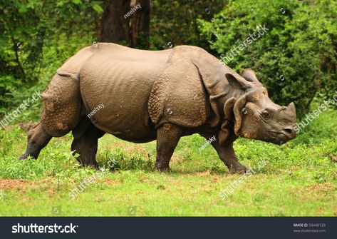 Great Indian one horned rhinoceros at Kaziranga national park in Assam state #Ad , #spon, #horned#rhinoceros#Great#Indian Badak Jawa, Javan Rhinoceros, Kaziranga National Park, Indian Rhinoceros, Forest Department, Asian Elephant, India Tour, Wildlife Sanctuary, Adventure Tours