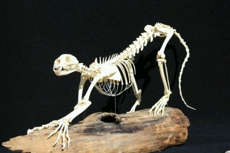 Juvenile cougar skeleton Tiger Skeleton, Skeleton Reference, Wild Animals List, Leather Painting, Human Skeleton Anatomy, Predator Artwork, Cat Skeleton, Animal Skeletons, Animal Reference