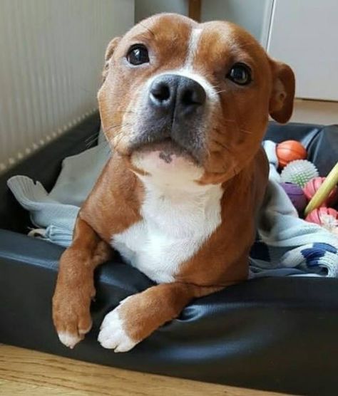 Such a sweet and smoochy face! English Staffordshire Bull Terrier, Staffy Dog, Bull Terriers, Pitbull Puppies, Staffordshire Bull Terrier, Pit Bulls, Bramble, Pitbull Terrier, Beautiful Dogs