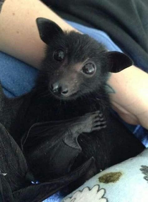 Black Flying Fox Bat, Fruit Bats Cute, Animagus Ideas, Bat Therian, Biology Girl, Bat Pics, Bat Aesthetic, Bats Cute, Pet Bat