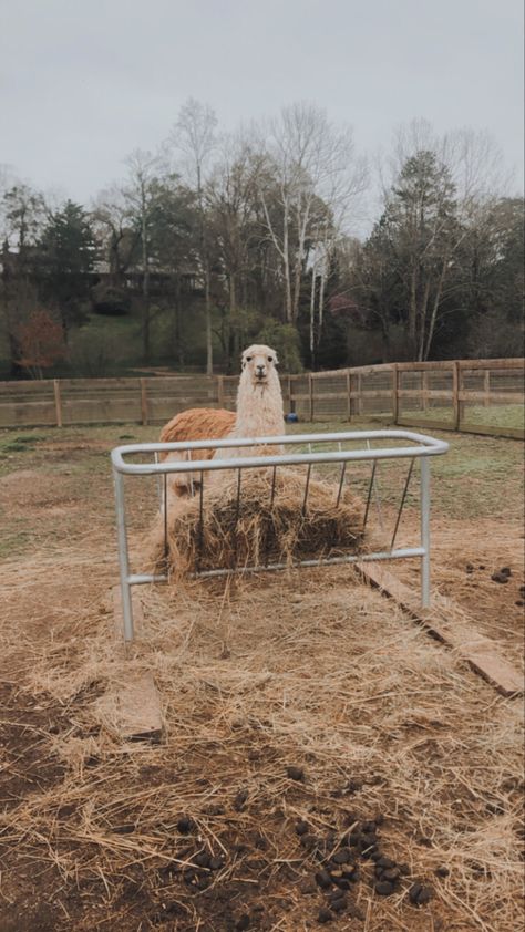 Alpaca Enclosure, Alpaca Aesthetic, Field Animals, Llama Farm, Barnsley Resort, Barnsley Gardens, Lost In Books, Brown Instagram, Resort Photos