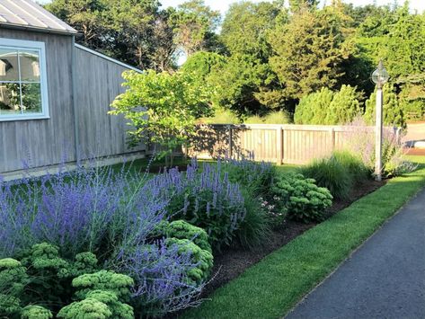 Autumn Joy Sedum Landscaping, Cottage Gardening, Urban Gardening Ideas, Northwest Garden, Russian Sage, Sage Garden, Backyard Plan, Garden Chic, Future Garden