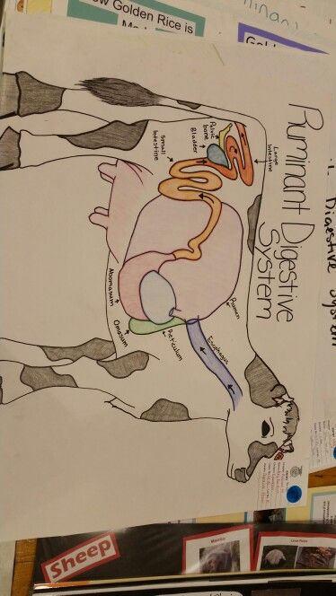 Ruminant Vet Science 4h Project, Veterinarian Aesthetic Wallpaper, Aesthetic Veterinarian, Veterinarian Tattoo, Vet Tech Tattoo, Veterinarian Aesthetic, Veterinarian Quotes, Veterinarian Scrubs, Vet Science