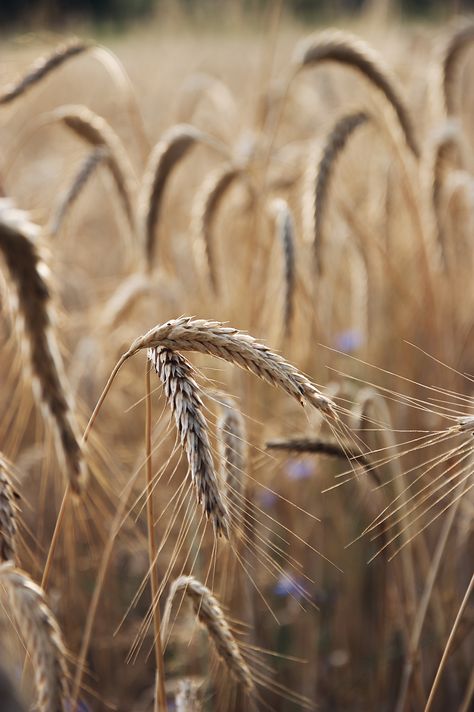 Wallpaper, Kornfeld, cornfield, iPhone Wallpaper, cornflowers, Kornblumen Cornfield Aesthetic, Insta Account, Bluebird, Style Board, Blue Bird, Iphone Wallpaper, Collage, Iphone, Pins