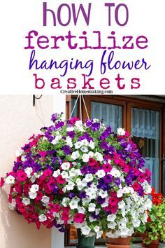 Hanging Plants Outdoor, Flowers Hanging, Plants For Hanging Baskets, Flower Baskets, Hanging Flower Baskets, Container Gardening Flowers, Fertilizer For Plants, Hanging Flower, Outdoor Flowers