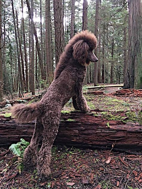 Poodle Mohawk Dog Grooming, Male Standard Poodle Haircut Styles, Poodle Mullet, Dog Mullet, Dog Mohawk, Standard Poodle Cuts, Standard Poodle Haircuts, Poodle Haircut Styles, Poodle Hair