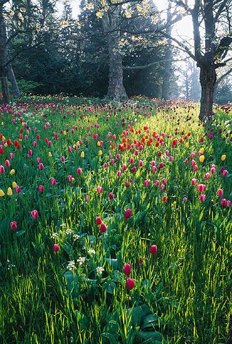 Meadow planting of tulips growing under trees in the palace gardens on Mainau island, Lake Constance, Germany Tulips Under Trees, Tulip Meadow, Meadow Planting, Constance Germany, Lake Constance Germany, Konstanz Germany, Bulb Ideas, Replace Lawn, Mama Earth