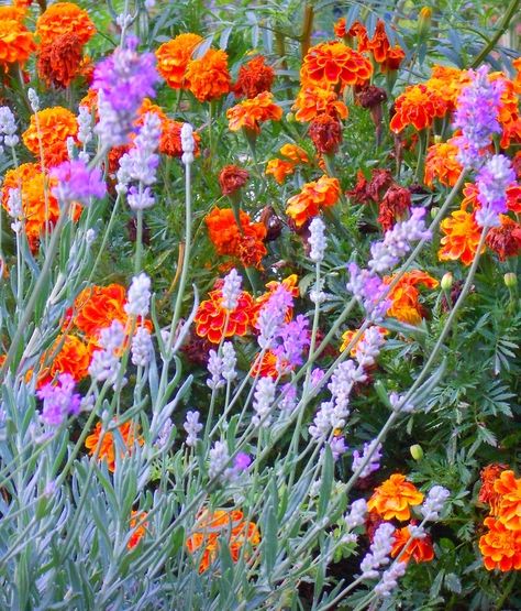 Marigold And Lavender Garden, Marigolds And Lavender, Sicilian Garden, Abundant Garden, Rosemary Garden, Fall Gardens, Live Flowers, Floral Ornaments, Backyard Flowers