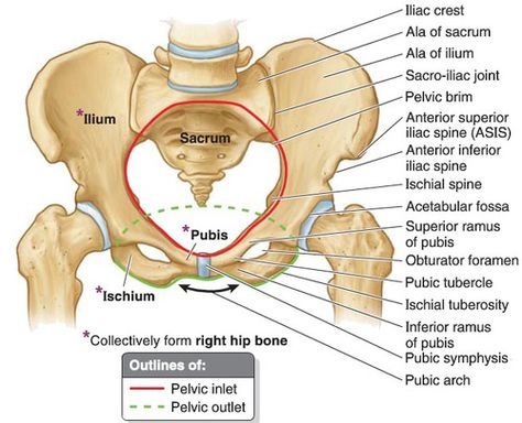 The ilium