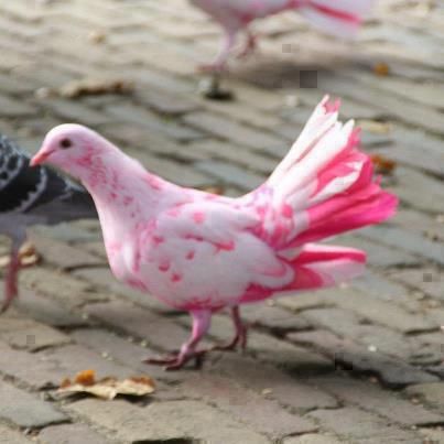 White Pigeon with pink spots and feathers. Beautiful Pigeons, Pink Pigeon, Beautiful Feathers, Nature Story, Pink Animals, Pink Bird, Haiwan Peliharaan, Pink Feathers, All Birds