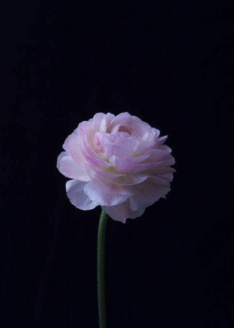 Wall Paper Iphone, Paper Iphone, Pink Peonies, Pink Flower, Cute Pink, Black Background, Peonies, Iphone, Wall