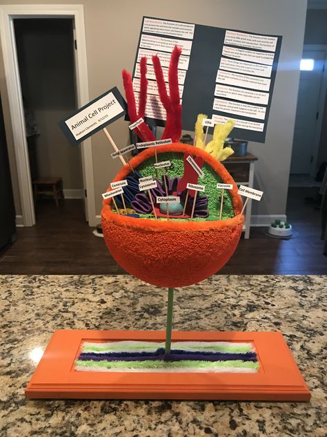 Biology Cell Project, Cell Model Project Ideas, 3d Animal Cell, Animal Cell Model, Cell Model Project, Animal Cell Project, Plant And Animal Cells, Cells Project, Tiny Bedroom Design