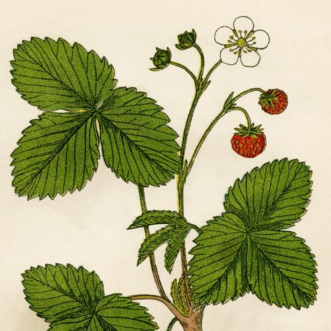 Here is a vintage botanical illustration of a wild strawberry. I love illustrations of strawberries and I believe it’s because they bring back wonderful memories from my early years. Wild strawberr… Strawberry Bush, Strawberry Drawing, Vase Project, Strawberry Tattoo, Vintage Botanical Illustration, Strawberry Art, Bee Drawing, Free Vintage Printables, Wild Strawberry