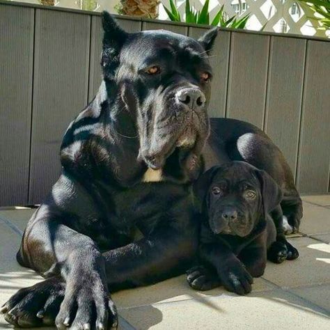 From ' Cane Corso Europe ' Chien Cane Corso, Bully Breeds Dogs, Big Dog Breeds, Cane Corso Dog, Corso Dog, Scary Dogs, Huge Dogs, Giant Dogs, Cane Corso