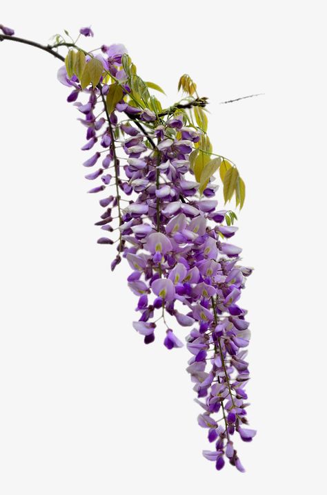 Wisteria Tattoo, Wisteria Trellis, Wisteria Pergola, Wisteria Wedding, Plant Png, Wisteria Flowers, Wisteria Tree, Purple Wisteria, Plant Vector