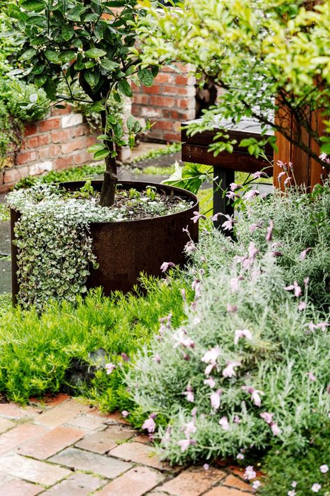 Exotic And Native Plant Garden In Melbourne Home Studio Native Plant Garden Design, Native Australian Garden, Small Front Garden Ideas, Cottage Style Garden, Weatherboard Cottage, Plants For Small Gardens, Native Plant Garden, Melbourne Garden, Courtyard Plants