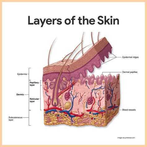 The integumentary system consists of the skin and accessory structures, such as hair, nails, and glands. The integumentary system is recognizable to most people because it covers the outside of the body and is easily observed. Integumentary System Model, Integumentary System Anatomy, Anatomy Of Skin, Secondary Skin, The Integumentary System, Layers Of The Skin, Teas Test, Skin Anatomy, Skin Layers