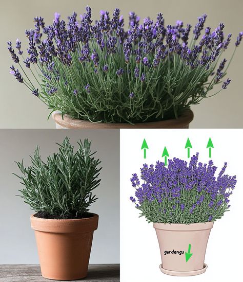 Grow Lavender Indoors and Make Your Home Smell Amazing – Here’s How 🪴 - Crafty Home Creators Grow Lavender Indoors, Lavender Plant Indoors, Growing Lavender Indoors, Lavender Indoors, Grow Lavender, Lavender Varieties, Make Your Home Smell Amazing, Growing Lavender, Home Smell