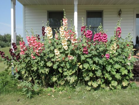 That beautiful hollyhocks framing the old windows seem Beatrix Potter's drawings! Description from justcats-deb.blogspot.com. I searched for this on bing.com/images Alcea Rosea, Purple Flowers Garden, Hollyhocks Flowers, Grandmas Garden, Master Gardener, Vintage Garden, Dream Garden, Large Flowers, Garden And Yard