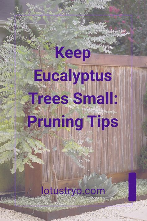 Learn the essential methods to prune your eucalyptus trees and keep them small and manageable. Regular pruning encourages healthy growth while preventing overcrowding that can hinder their beauty. Discover various pruning techniques specific to eucalyptus trees and find the right timing for optimal results. We'll also explore how consistent care can lead to healthier foliage and fewer pests Eucalyptus Camaldulensis, Plant Meanings, Pruning Saw, Pruning Tools, Tree Growth, Eucalyptus Tree, Tree Pruning, Late Winter, Tree Care