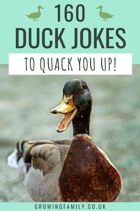 160 clean duck jokes and duck puns to quack you up - Growing Family Duck Sayings Quotes, Duck Puns Funny, Duck Jokes Hilarious, Duck Hunting Quotes, Duck Jokes, Duck Hunting Humor, Duck Puns, Hunting Quotes Funny, Ducky Party