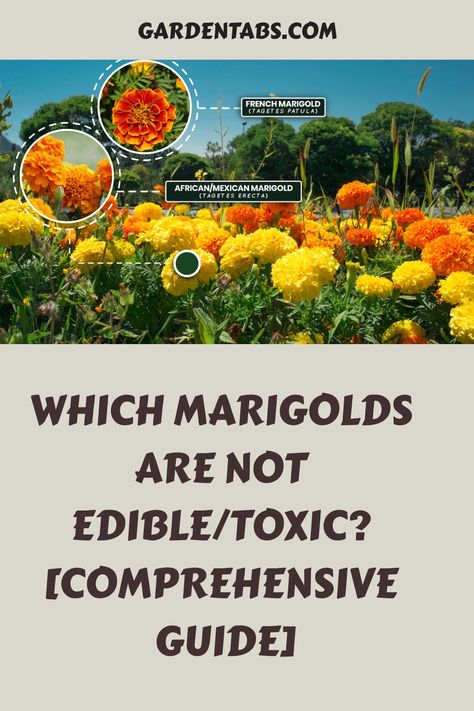 Discover the intriguing truth about marigolds! While they are beloved as edible flowers, certain varieties contain mild toxicity that can affect both humans and animals. Uncover more fascinating facts about these beautiful blooms and explore their unique characteristics. Marigold Recipes, Marigold Uses, Marsh Marigold, Witchy Women, Hawthorn Tree, Humans And Animals, Yucca Plant, Rabbit Eating, Gardening Gear