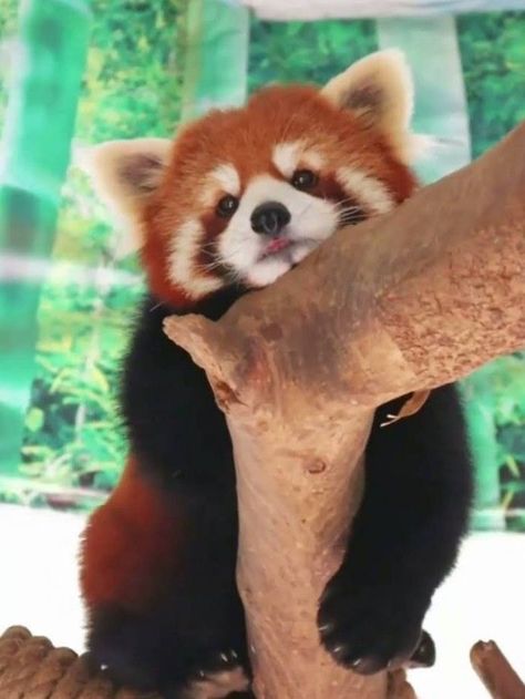 Red Panda Fursona, Panda Facts For Kids, Panda Merah, Panda Facts, Red Panda Cute, Red Panda Baby, Cute Wildlife, Red Pandas, Panda Love