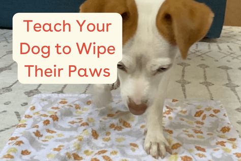 Paw Balm, Dog Leg, Paw Cleaner, Dog Paws, Dog Training, A Dog, Puppies, Dogs