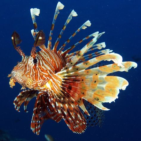 Lionfish: Beautiful and Dangerous Invaders...  http://flip.it/nfphbJ Lionfish Photography, Fish Sketch, Koi Fish Drawing, Sea Life Art, Lion Fish, Beautiful Sea Creatures, Animal References, Interesting Animals, Marine Fish