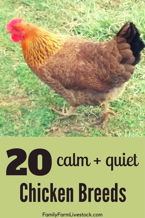 Quiet Chicken Breeds, Chicken Husbandry, Meat Animals, Chicken Pens, Sussex Chicken, Chicken Raising, Live Chicken, Hobby Farming, Chicken Care