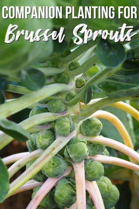 Unlock the benefits of companion planting for Brussels sprouts. Boost yields, deter pests, and enhance garden health with these tips. When To Harvest Carrots, Best Companion Plants, Cabbage Worms, Vegetable Garden Tips, Easy Vegetables To Grow, Companion Plants, Organic Mulch, Victory Garden, Thriving Garden