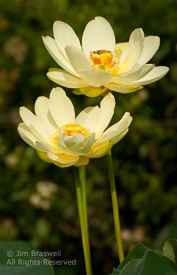 American Lotus American Lotus Flower, Alpine Lotus Leaf Flower, Closed Lotus Flower, Blue Lotus Flower Photography, Lotus Flower In Pond, Lotus Plant, Insect Photography, Native Plants, Natural World