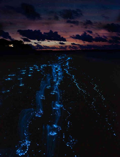 Bioluminescent Bay Puerto Rico, Mosquito Bay, Bioluminescent Bay, Photos Rares, Visit Denver, Puerto Rico Vacation, Adventure Inspiration, Tourist Trap, Destin Beach