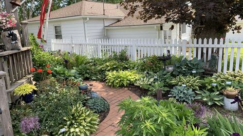 5 things to know about hostas, those exceptionally popular garden plants Micro Prairie, Spanish Bluebells, Gardening Indoors, Plant Tips, Hosta Gardens, Flower Gardening, Master Gardener, Cold Frame, Native Garden