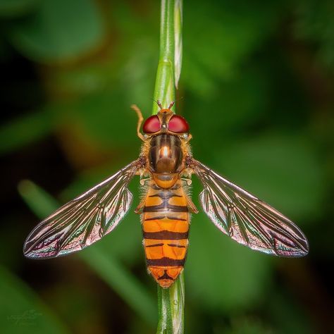 Nicolas Stey Macro Photography’s Instagram profile post: “Happy #flyfriday Hoverfly / Schwebfliege _______________________ #gmf_macrofun #macro_delight #macrogrammers #earthcapture @bbcearth…” Hoverfly, Marmalade, Macro Photography, Arm Tattoo, Tattoo Ideas, Instagram Profile, Drawings, Photography, Animals