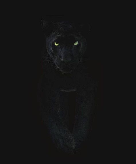 Like: youneedone2 Eyes In The Dark, In The Dark, Jaguar, Black Cat, Green, Black