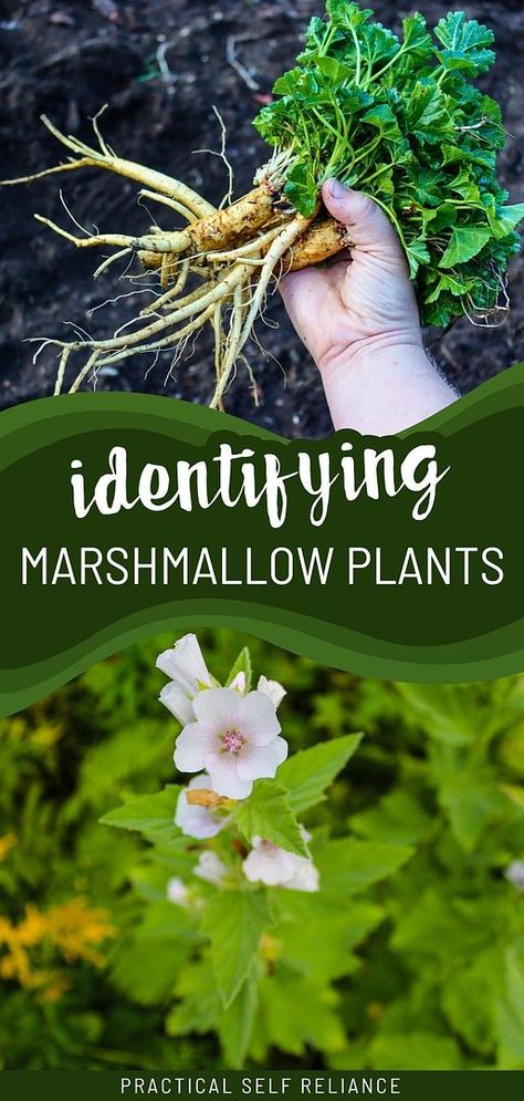 Learn about identifying marshmallow plants - from flower to root as part of your journey into spring foraging edible plants. These plants are renowned for their cooling and moist herbal properties, making them ideal for medicinal uses and culinary delights like salad greens. Dive deeper into the world of edible wild greens and wild food foraging at practicalselfreliance.com Herbal Properties, Spring Foraging, Medicinal Wild Plants, Medicinal Weeds, Food Foraging, Wild Foraging, Chicken Of The Woods, Wild Food Foraging, Medicinal Herbs Garden