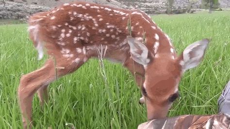 Baby Deer Doesn't Want To Leave The Man Who Saved Her Life Deer Gif Aesthetic, Deer Gif, Fawn Aesthetic, Deer Aesthetic, Construction Hat, Fawns Deer, Deer Fawn, Princess Core, Friends Gif