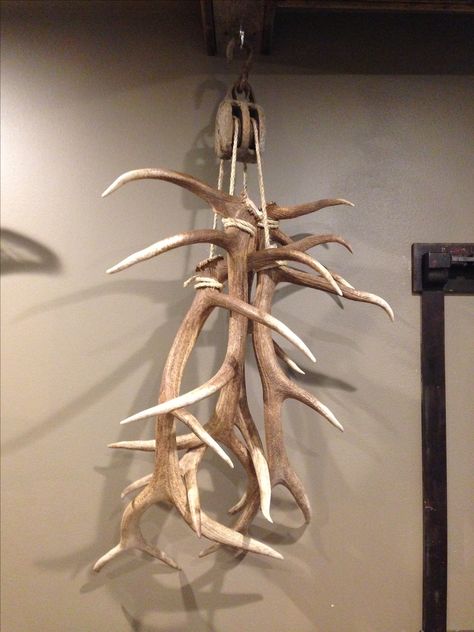 Big Elk Shed Antlers Hanging from Anique Pulley in Trophy Room Man Cave Elk Decor Rustic Living Rooms, Shed Antler Display Ideas, Antler Display Ideas, Elk Antler Decor, Hunting Decor Bedroom, Hunting Decor Living Room, Antler Diy, Antler Display, Deer Hunting Decor