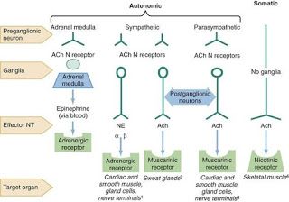 Muscarinic Receptors, Adrenal Medulla, Exocrine Gland, Extracellular Fluid, Physician Assistant School, Adrenergic Receptors, Mcat Study, Dental Hygiene School, Medicine Notes