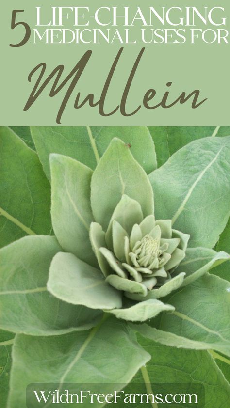 Foraging Mullein How To Use Mullein, How To Use Mullein Leaves, Mullien Leaf Salve, Drying Mullein Leaves, How To Dry Mullein Leaves, Mullein Tincture Recipe, Mullein Salve, Mullein Leaf Benefits, Mullein Benefits