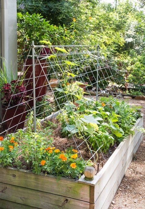 Cattle Panel Trellis, Garden Trellis Designs, Cucumber Trellis, Diy Garden Trellis, Trellis Ideas, Vertical Herb Garden, Garden Area, Veg Garden, Vegetable Garden Design