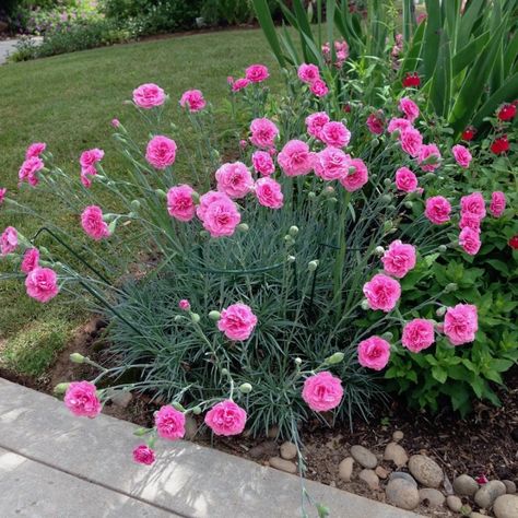 Carnation Garden, Dianthus Barbatus, Dianthus Caryophyllus, Cut Flower Farm, Green Mat, Pink Garden, Garden Buildings, Garden Care, Flower Farm