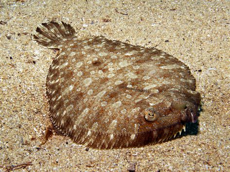 Bothus podas (Wide-Eyed Flounder) is a type of flatfish native to the Mediterranean Sea and the eastern Atlantic. It is a demersal fish found at depths varying from 5m to 400m, typically growing to a length of 13cm. The width is about half its length. Its eyed side has a light brown colour, with darker spots. Bothus podas‘s diet consists mainly of fish spawn, benthic small fishes and invertebrates. Reproduction occurs between May and August. Photo taken by Brian Azzopardi on Gozo’s south coast. School Reference, Flounder Fish, Light Brown Colour, Monster Fish, Flounder Fishing, Flat Fish, Water Creatures, Monster Fishing, Deep Sea Creatures