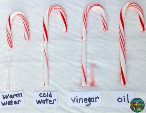 dissolving candy canes Christmas science experiment Candy Cane Experiment, Christmas Science Experiments, Experiment Science, O Block, Winter Science, Christmas Science, Christmas Stem, Science Experiments For Preschoolers, Kid Experiments