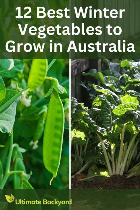 Discover how to grow a thriving winter vegetable garden! This detailed guide covers the top vegetables for winter, including kale, broccoli, and carrots. Learn about the specific needs of each plant, from soil preparation to watering schedules. With practical tips and expert advice, you can ensure a successful winter harvest and enjoy fresh, home-grown produce all season long. Australia Vegetable Garden, Winter Veggie Garden, Winter Vegetables Gardening Australia, Winter Veggies To Grow, Vegetable Garden Australia, Veggie Garden Ideas Australia, Vege Garden Ideas, Garden Ideas Australia, Vege Patch