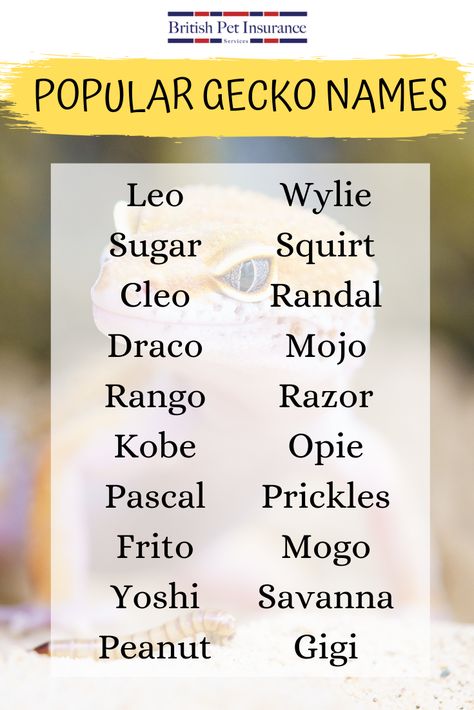 Crested Gecko Names Ideas, Leopard Gecko Name Ideas, Gecko Name Ideas, Leopard Gecko Names, Leapord Gecko Habitat Ideas, Gecko Names, Lizard Names, Pet Gecko, Leopard Gecko Cute