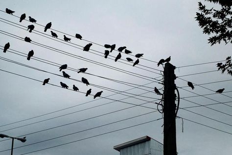 everyone is online... Wildlife Biologist, Bar Scene, Power Lines, Power Wire, Mixed Media Techniques, Love To Meet, Gods Creation, All Birds, Long Trips