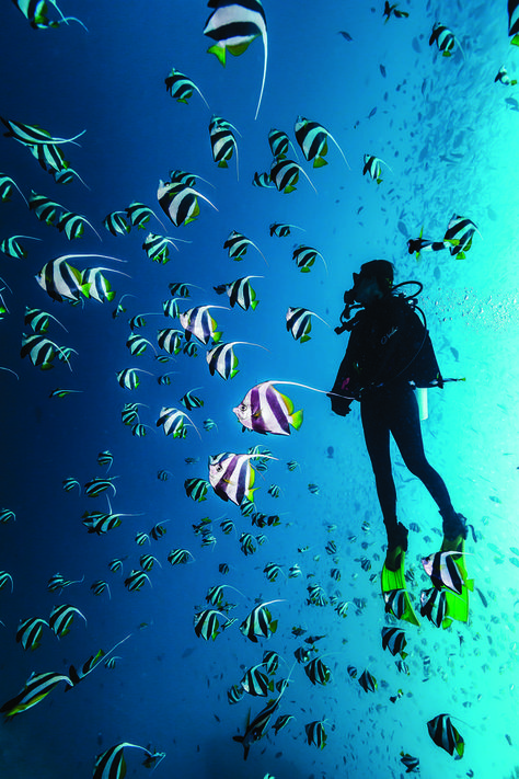 Turn your tax refund into a reef fund. Scuba Diving In Maldives, Scuba Diving Photography Underwater, Scuba Diver Photography, Maldives Scuba Diving, Diver Photography, Scuba Diving Art, Water Diving, Scuba Diving Quotes, Diving Quotes